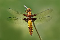 14 Libellula depressa ♀