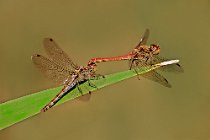 6 Sympetrum fonscolombei ♀ e ♂