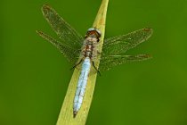 7 Orthetrum cancellatum ♂