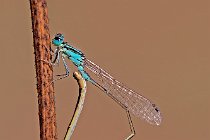 9 Ishnura elegans ♀ e ♂