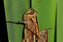 2 Dociostaurus maroccanus ♀ e ♂