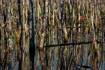 40 Swamp of Verdesca - National Park of Circeo, Italy