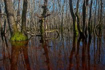 45 Swamp of Verdesca - National Park of Circeo, Italy