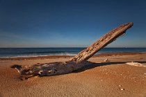 33 Spiaggia di Torre Astura, Roma