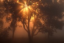 37 Nebbia sulla pianura pontina