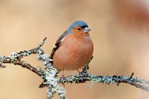 21 Chaffinch - Glencoe National Park, Scotland