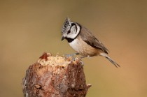 22 Crested Tit - Glencoe National Park, Scotland