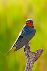 24 Swallow - Circeo National Park, Italy