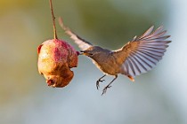 26 Redstart ♀ - Circeo National Park, Italy