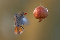 27 Redstart ♀ - Circeo National Park, Italy