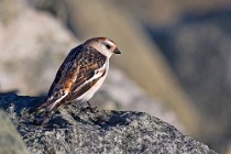 31 Snow Bunting - Iceland