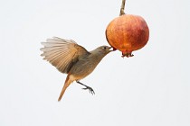 33 Redstart ♀ - Circeo National Park, Italy