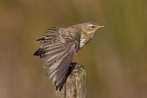 35 Rock Pipit - Circeo National Park, Italy