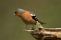 37 Chaffinch - Glencoe National Park, Scotland