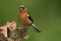 40 Chaffinch - Glencoe National Park, Scotland