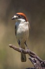 101 Woodchat Shrike - National Park  of  Monfrague, Spain