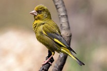 103 European Greenfinch - National Park  of  Monfrague, Spain