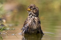 108 Corn bunting - National Park  of  Monfrague, Spain