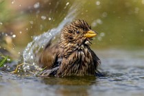 110 Corn bunting - National Park  of  Monfrague, Spain