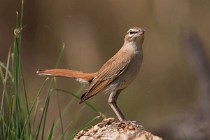 114 Rufous-tailed Scrub Robin - National Park  of  Monfrague, Spain