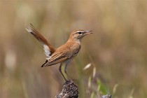 115 Rufous-tailed Scrub Robin - National Park  of  Monfrague, Spain