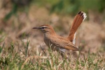 116 Rufous-tailed Scrub Robin - National Park  of  Monfrague, Spain