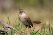 117 Rufous-tailed Scrub Robin - National Park  of  Monfrague, Spain