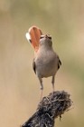 119 Rufous-tailed Scrub Robin - National Park  of  Monfrague, Spain