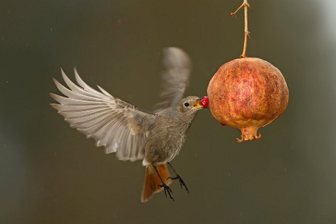 Sparrows and Tits 1