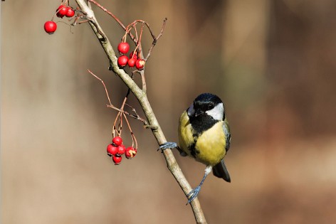 Sparrows and Tits 2