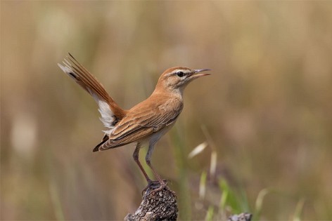 Sparrows and Tits 3