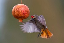 30 Codirosso spazzacamino ♀ - Parco Nazionale del Circeo. Latina