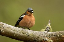 38 Fringuello - Parco Nazionale del Glencoe, Scozia