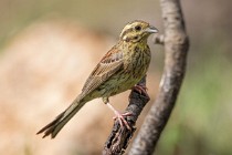 121 Zigolo nero ♀ - Parco Nazionale di Monfrague, Spagna