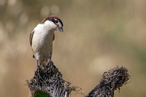 128 Averla capirossa - Parco Nazionale di Monfrague, Spagna