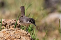 109 Bigia grossa - Parco Nazionale di Monfrague, Spagna