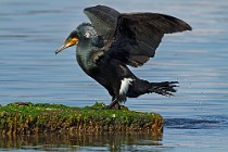 13 Cormorant - National Park of Circeo, Italy