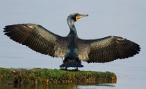 17 Cormorant - National Park of Circeo, Italy