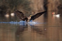 21 Cormorant - National Park of Circeo, Italy