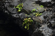 25 Shags - Staffa Island, Scotland