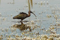 26 Glossy Ibis - National Park of Coto Doñana, Spain