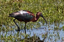 28 Glossy Ibis - National Park of Coto Doñana, Spain