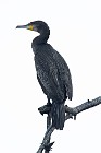 12 Cormorano - Parco Nazionale del Circeo, Latina