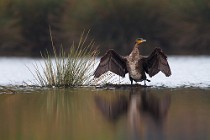 13 Cormorano - Parco Nazionale del Circeo, Latina