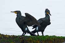 14 Cormorani - Parco Nazionale del Circeo, Latina