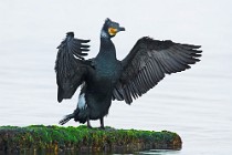 15 Cormorano - Parco Nazionale del Circeo, Latina