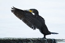 16 Cormorano - Parco Nazionale del Circeo, Latina