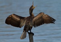 18 Cormorano - Parco Nazionale del Circeo, Latina