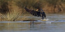 20 Cormorano - Parco Nazionale del Circeo, Latina