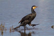 22 Cormorano - Parco Nazionale del Circeo, Latina